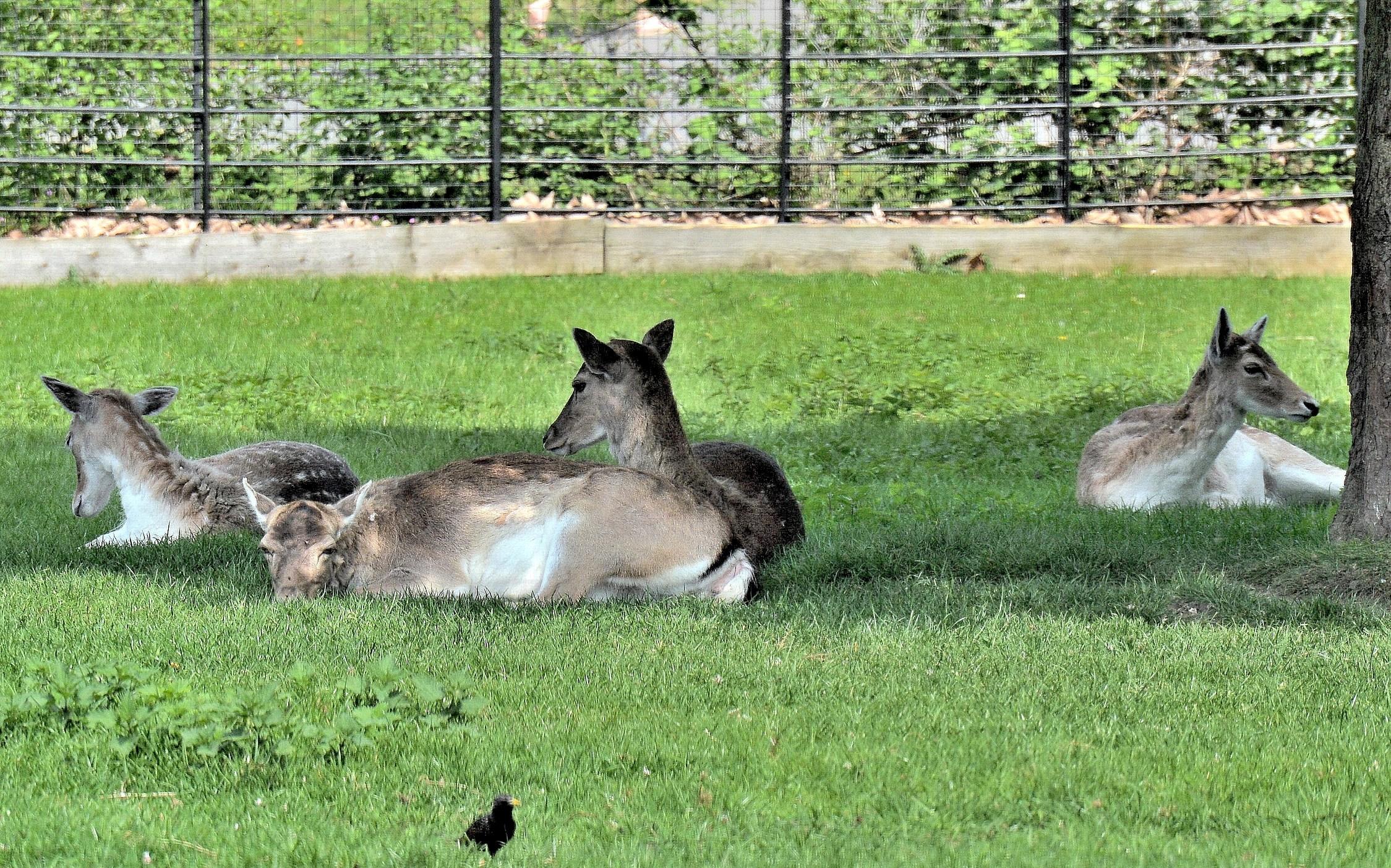 🌳 클리솔드 공원 (Clissold Park)